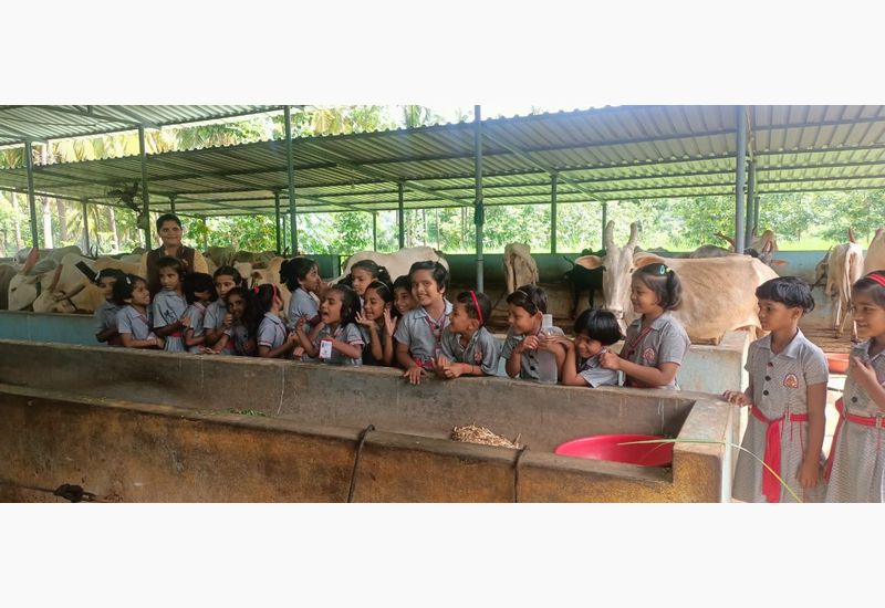 Grade II students visited the Goshala near Yogikola