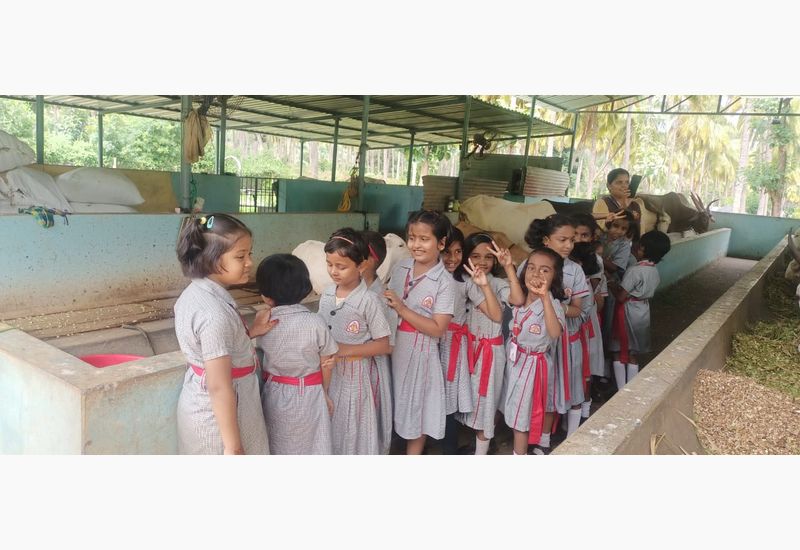 Grade II students visited the Goshala near Yogikola